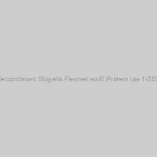 Image of Recombinant Shigella Flexneri surE Protein (aa 1-253)